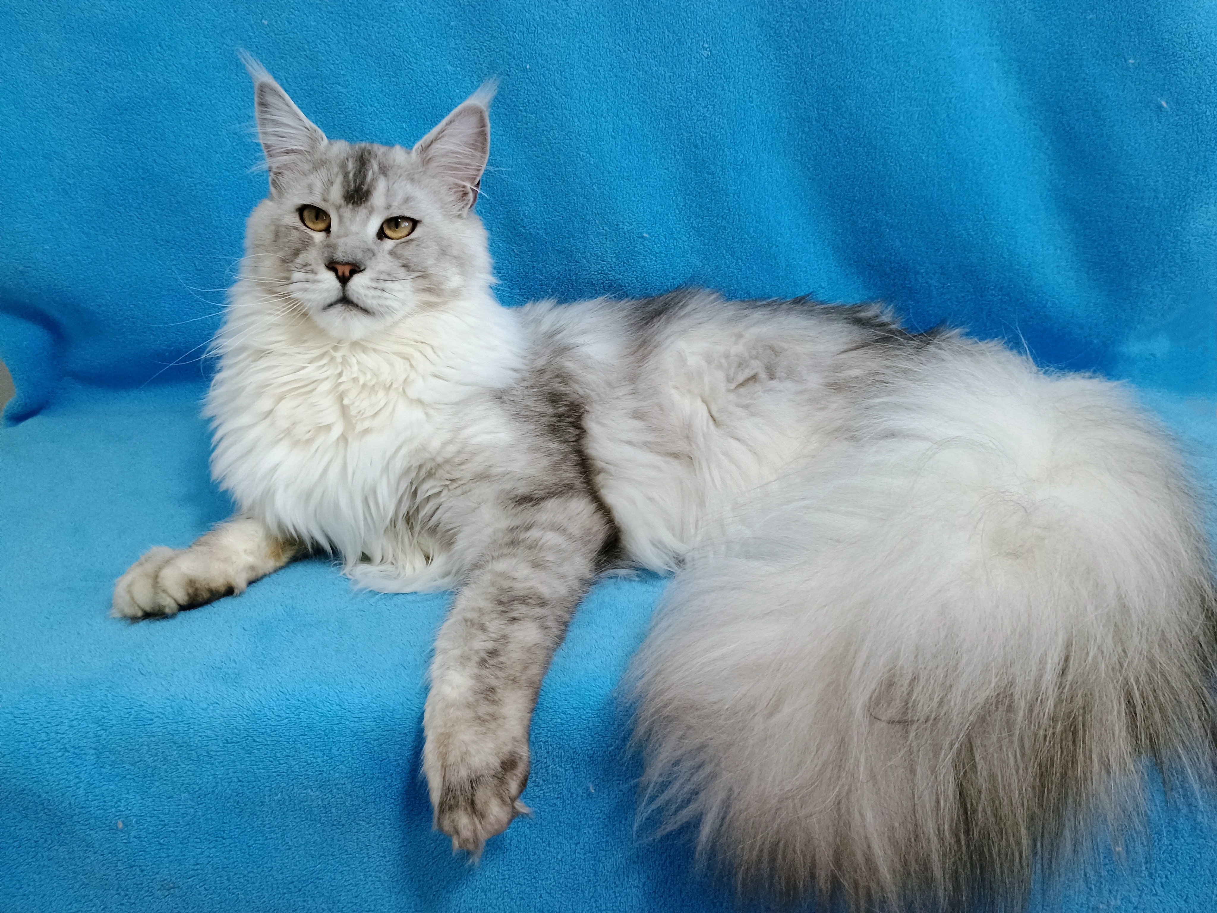 Zeus